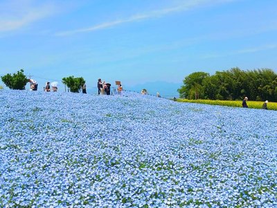 🌸 하나다카 전망 꽃의 언덕 (하나다카텐보하나노오카)